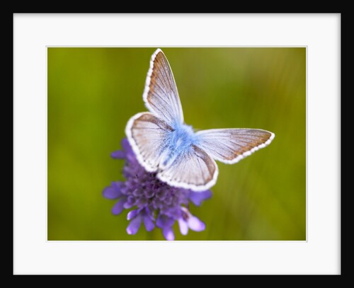 Butterfly White Blue by Assaf Frank