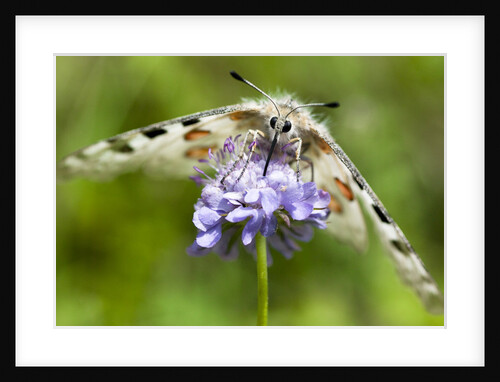 Butterfly Drinking Nectar by Assaf Frank