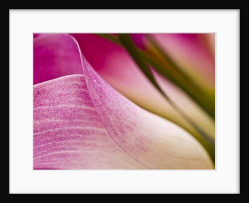 Pink Lily by Assaf Frank