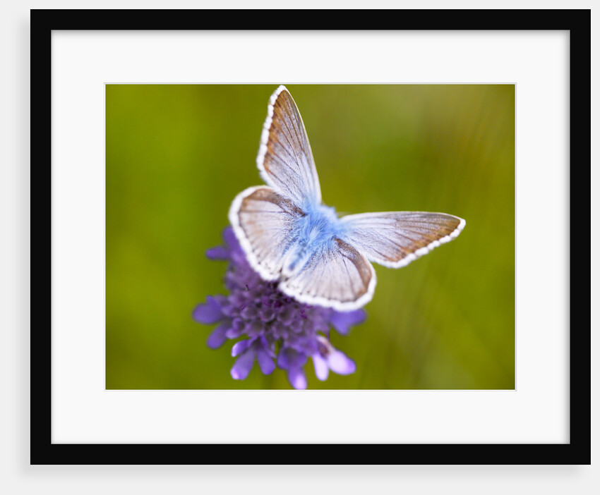 Butterfly White Blue by Assaf Frank