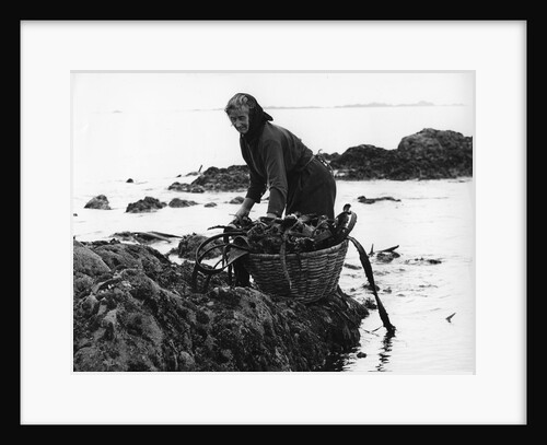 Gathering seaweed, Portugal, c1960s by Tony Boxall