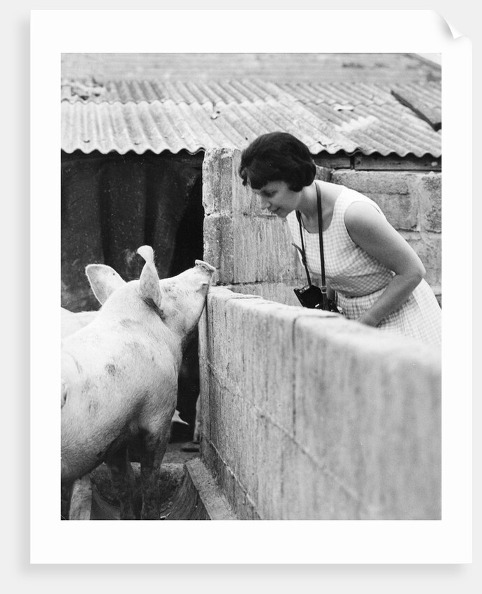 Woman and pig, 1960s by Tony Boxall