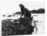 Gathering seaweed, Portugal, c1960s by Tony Boxall