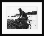 Gathering seaweed, Portugal, c1960s by Tony Boxall