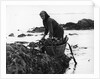 Gathering seaweed, Portugal, c1960s by Tony Boxall