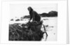 Gathering seaweed, Portugal, c1960s by Tony Boxall