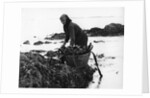 Gathering seaweed, Portugal, c1960s by Tony Boxall