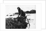 Gathering seaweed, Portugal, c1960s by Tony Boxall