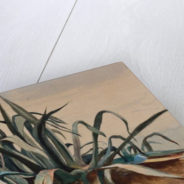 Study of an agave, with additions by a Borbone pupil by Giacinto Gigante