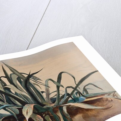 Study of an agave, with additions by a Borbone pupil by Giacinto Gigante