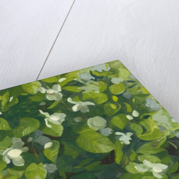 Magnolia in flower, 2014 by Leigh Glover