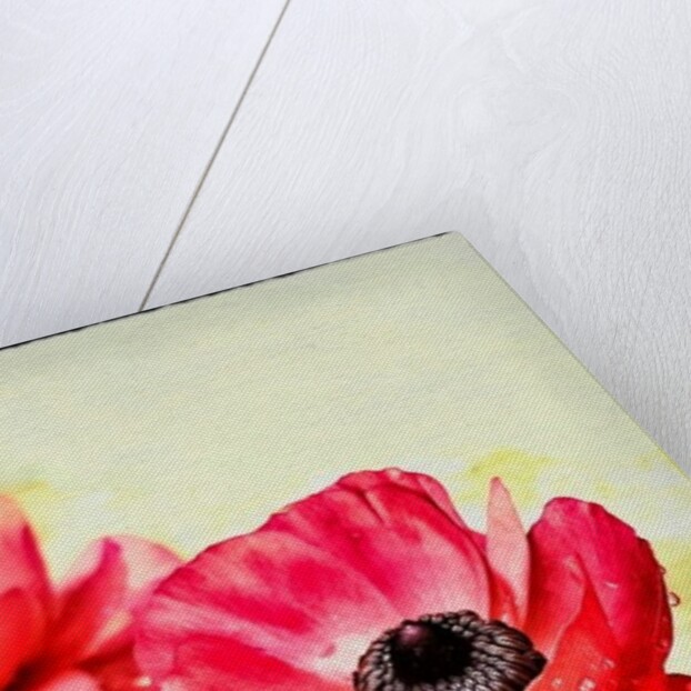 Red Anemone, 2013 by AlyZen Moonshadow