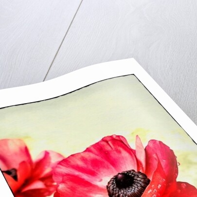 Red Anemone, 2013 by AlyZen Moonshadow