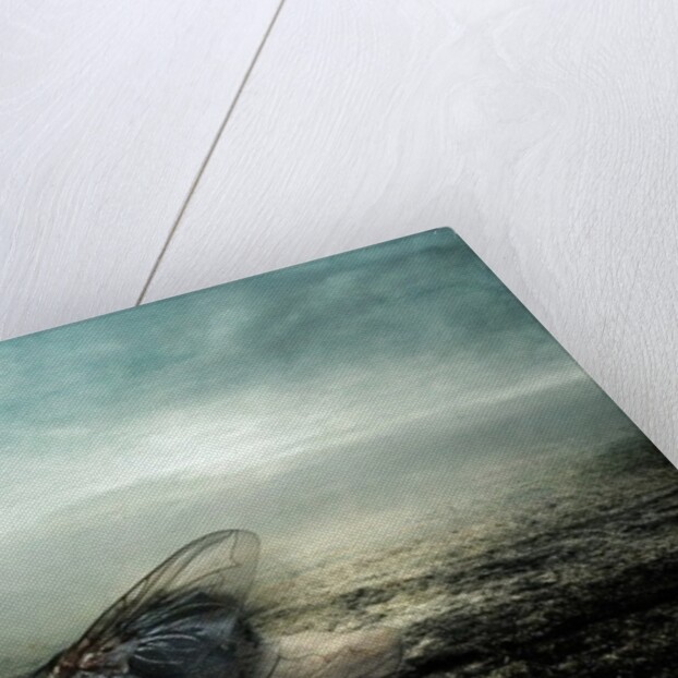 Fly, 2013 by Johan Lilja