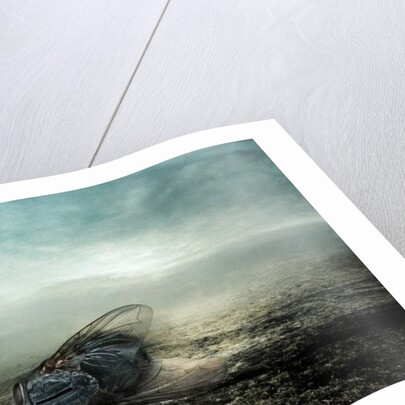 Fly, 2013 by Johan Lilja