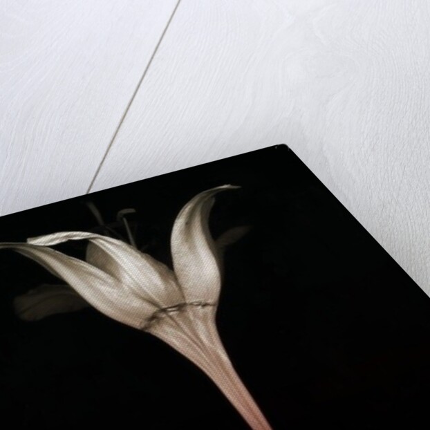 Bleeding lily, 2013 by Johan Lilja