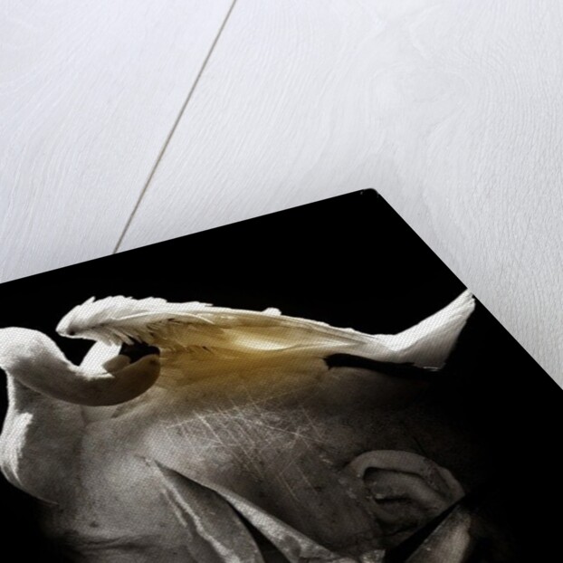 Swan, 2013 by Johan Lilja