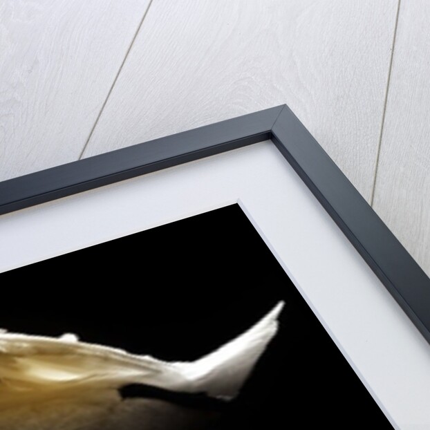 Swan, 2013 by Johan Lilja