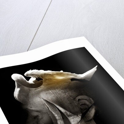 Swan, 2013 by Johan Lilja