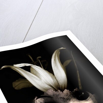 Doll flower, 2013 by Johan Lilja