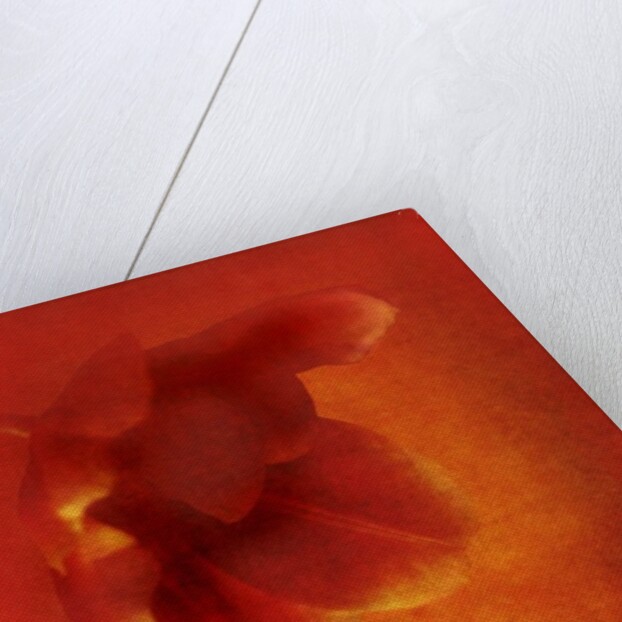 Flower in red, 2016 digital photo art) by Johan Lilja