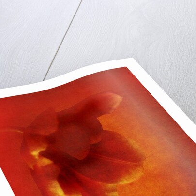 Flower in red, 2016 digital photo art) by Johan Lilja