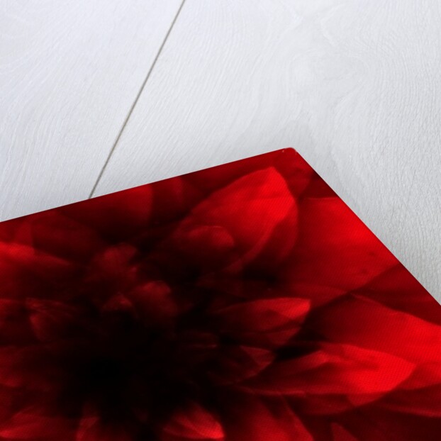 Flower red shade, 2016 by Johan Lilja