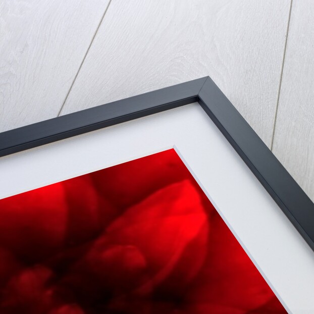 Flower red shade, 2016 by Johan Lilja