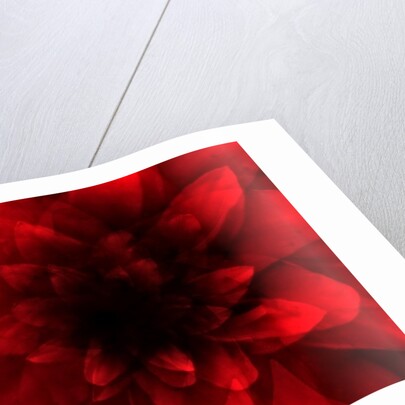 Flower red shade, 2016 by Johan Lilja