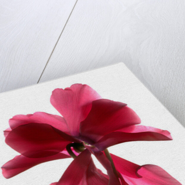 Cyclamen Dance, 2009 by Julia McLemore