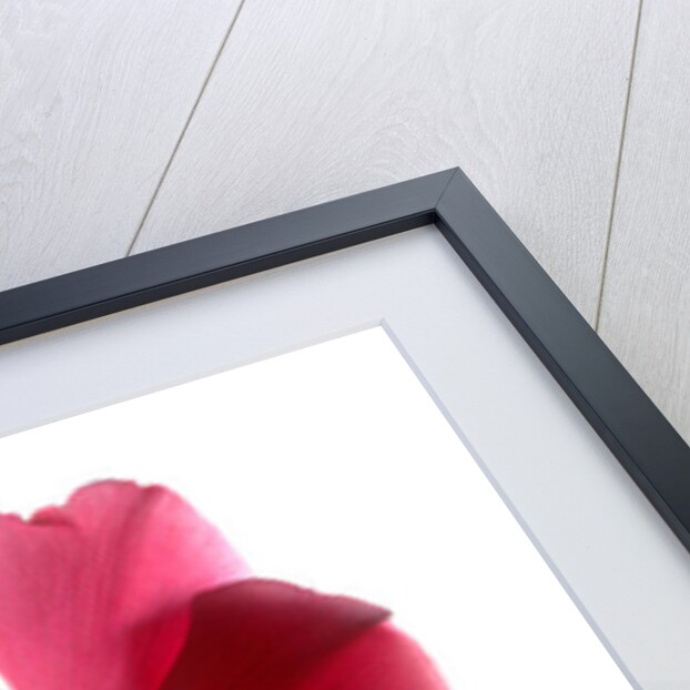 Cyclamen Dance, 2009 by Julia McLemore