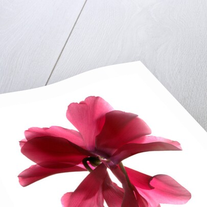 Cyclamen Dance, 2009 by Julia McLemore