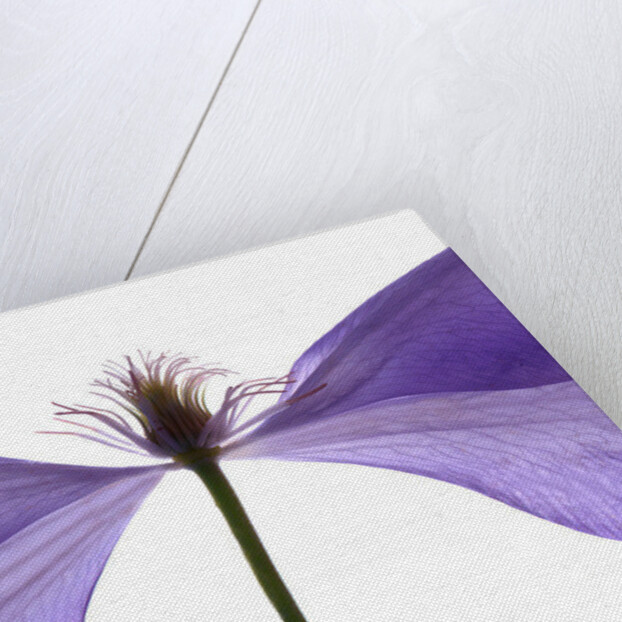 Clematis Float, 2009 by Julia McLemore