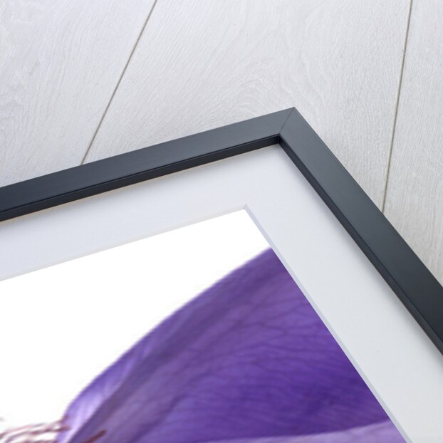 Clematis Float, 2009 by Julia McLemore