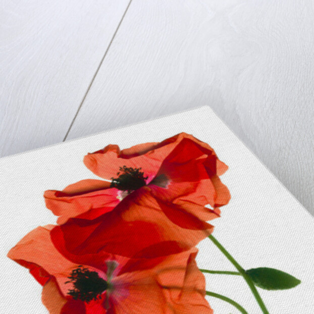 Margie's Poppy Duo,2012, by Julia McLemore