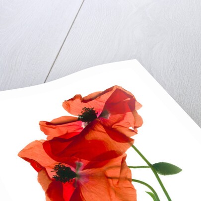 Margie's Poppy Duo,2012, by Julia McLemore