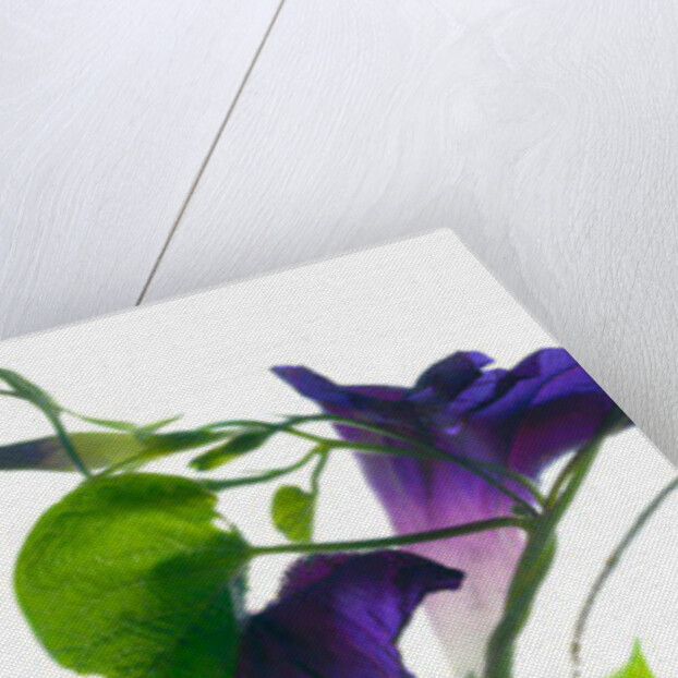 Morning Glory Rising, 2010 by Julia McLemore