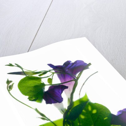 Morning Glory Rising, 2010 by Julia McLemore