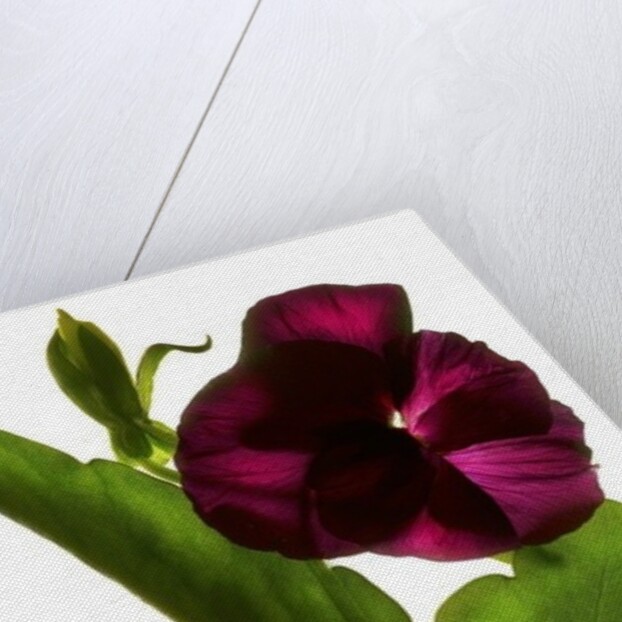 Pansy Purple, 2014 by Julia McLemore