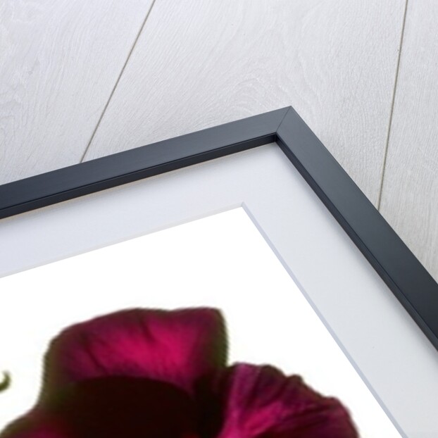 Pansy Purple, 2014 by Julia McLemore