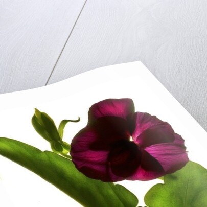 Pansy Purple, 2014 by Julia McLemore