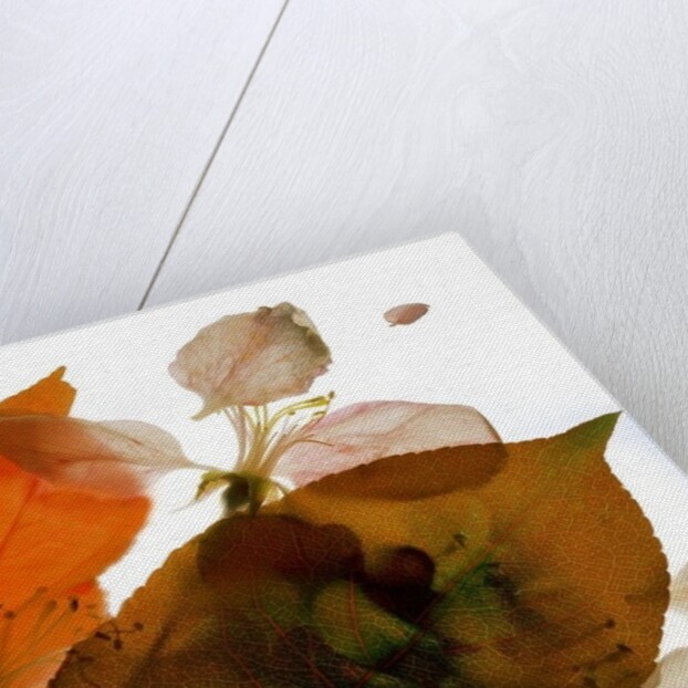Crabapple Rose I, 2014 by Julia McLemore