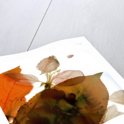 Crabapple Rose I, 2014 by Julia McLemore