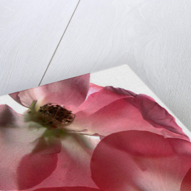 Alice Rose Trio, 2014 by Julia McLemore