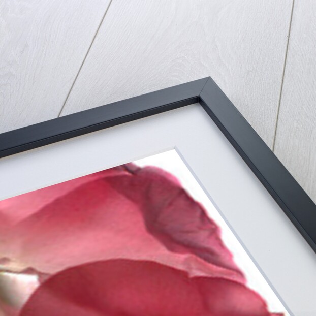 Alice Rose Trio, 2014 by Julia McLemore