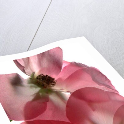 Alice Rose Trio, 2014 by Julia McLemore