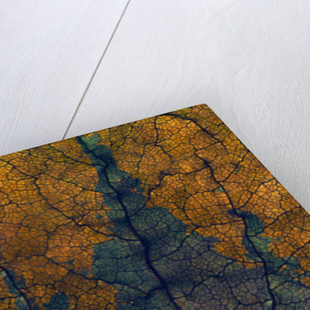 Coleus Window, 2008 by Julia McLemore