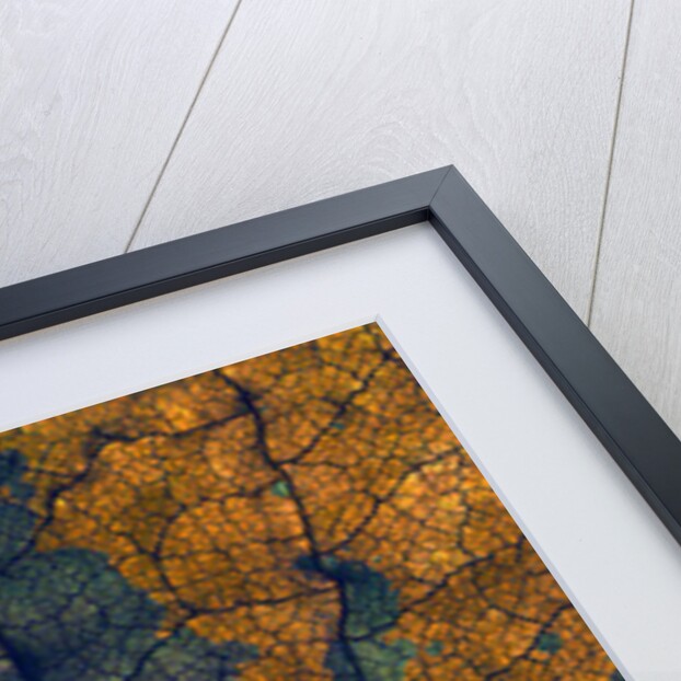 Coleus Window, 2008 by Julia McLemore