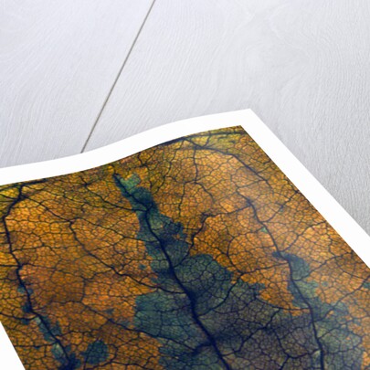 Coleus Window, 2008 by Julia McLemore