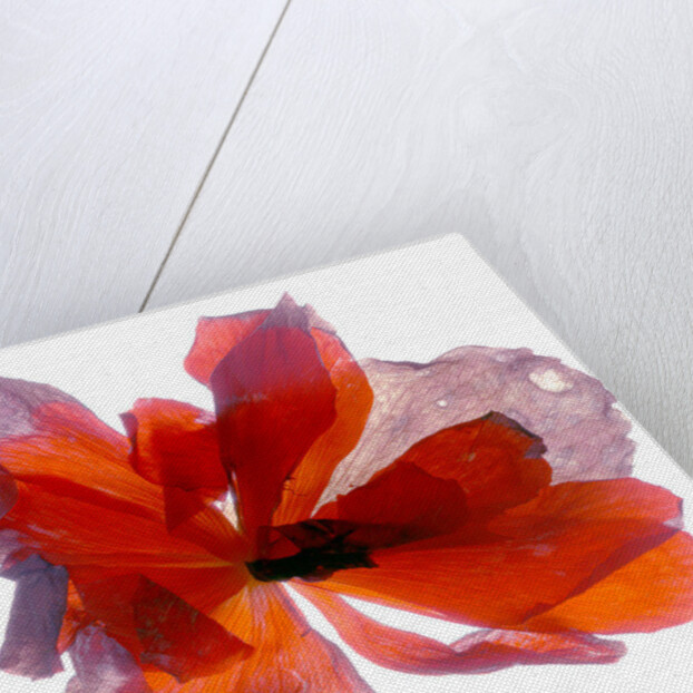 Begonia Round, 2011 by Julia McLemore